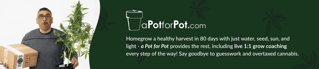 how to home grow weed