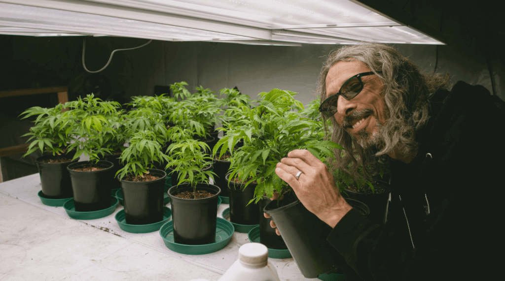 early vegetative cannabis plants