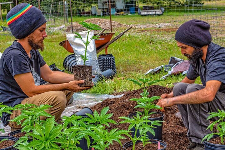 transplanting vegetative cannabis plants