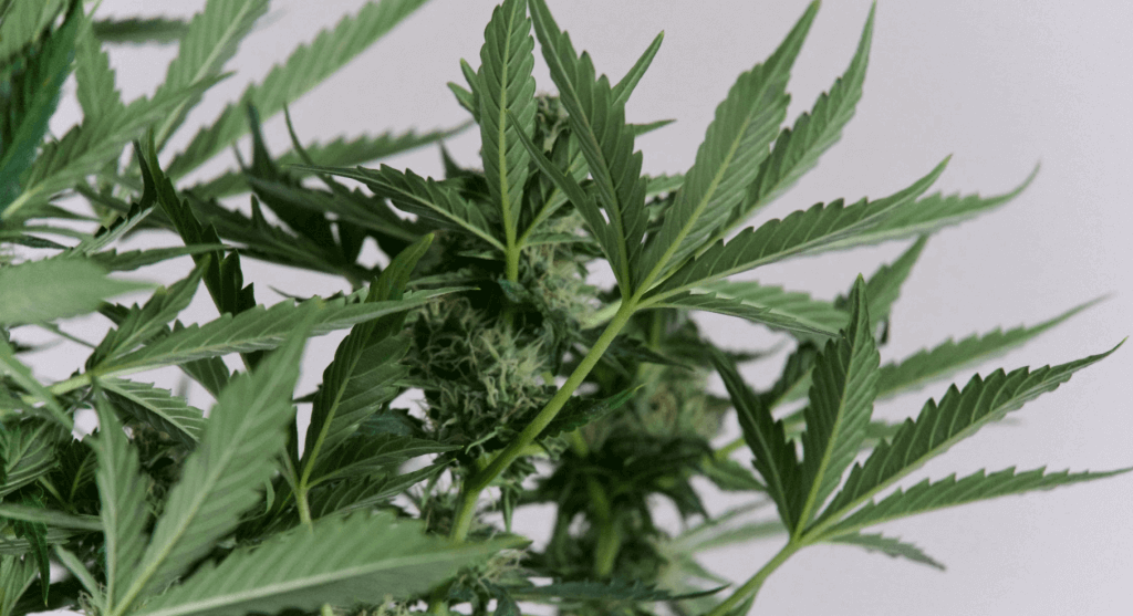 cannabis plant in flowering stage