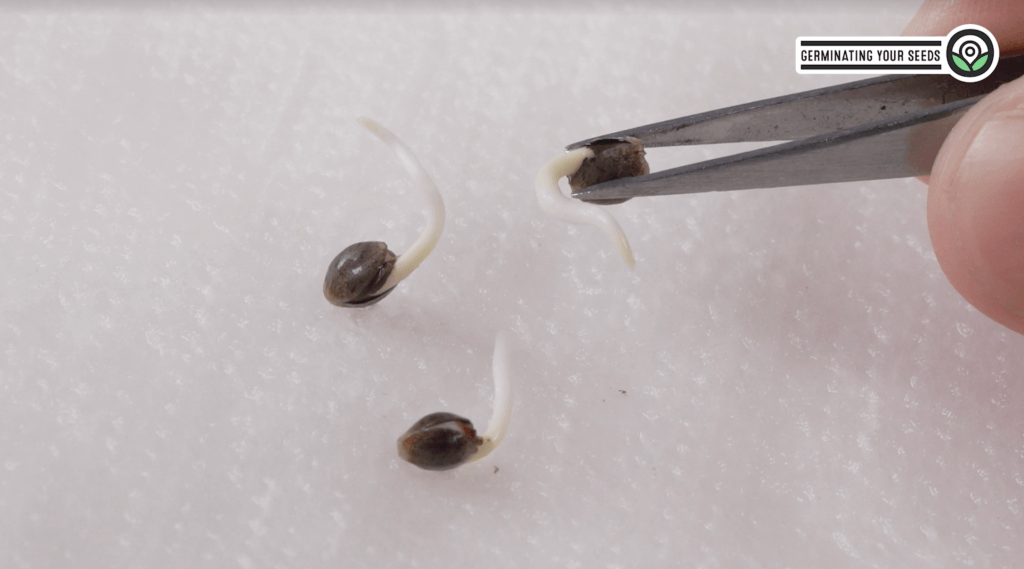 cannabis seeds in germination stage